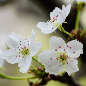 91精品国产自产在线观看永久
